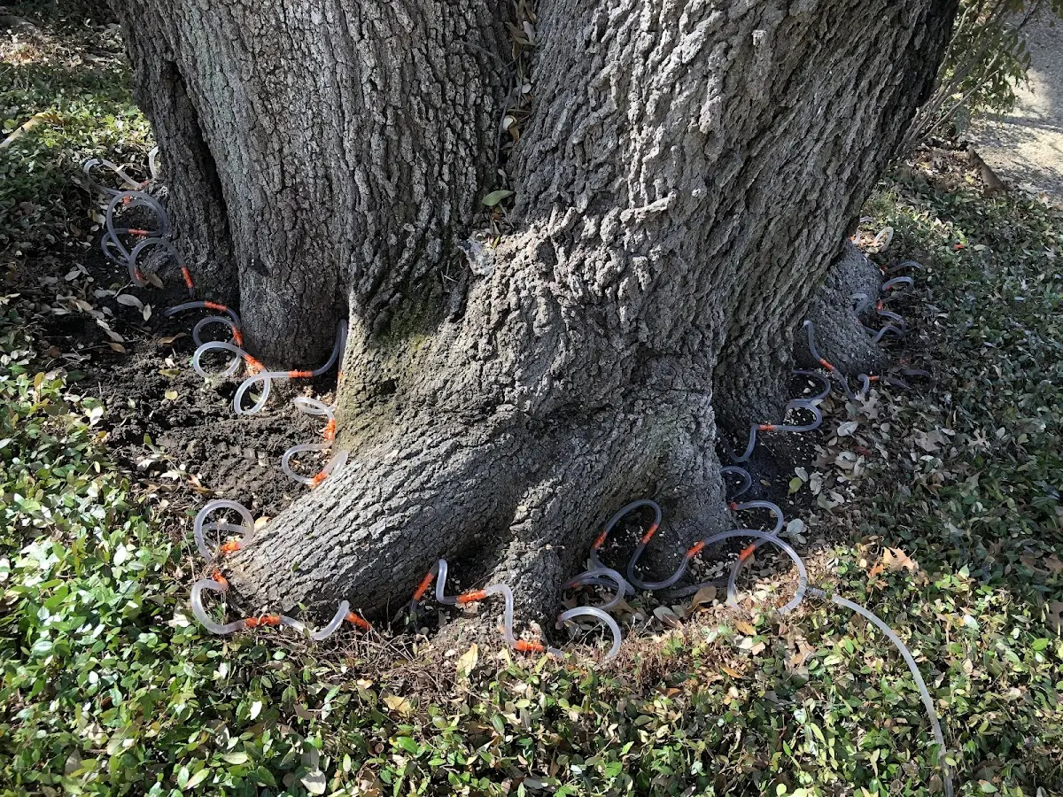 Detailed Tree Cabling and Bracing job site in Brier Hill