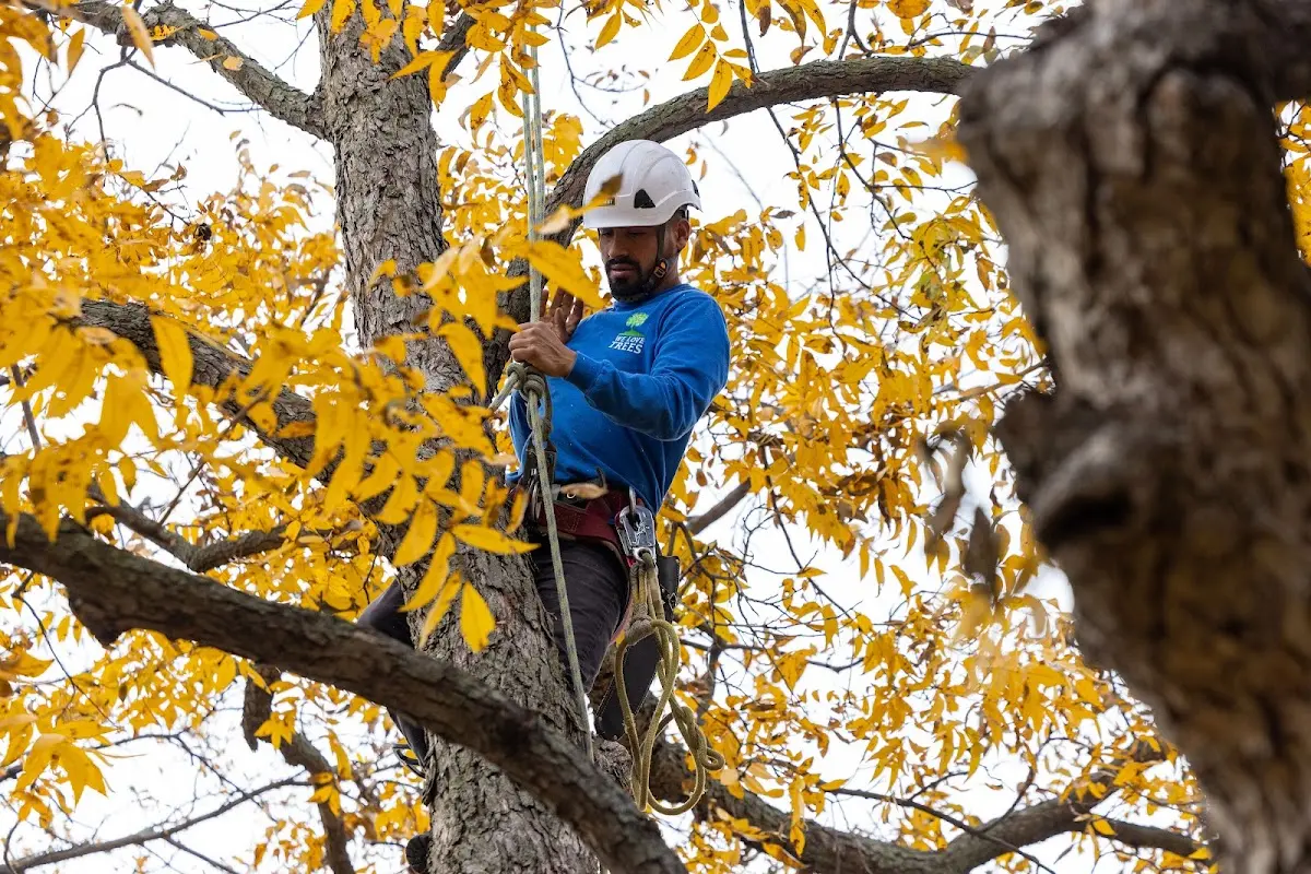 Skilled Tree Planting crew working in Brier Hill
