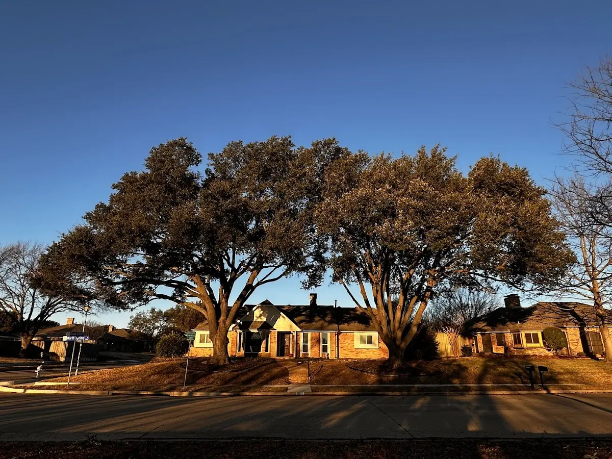 Established residential canopy tree shading a home in Brier Hill